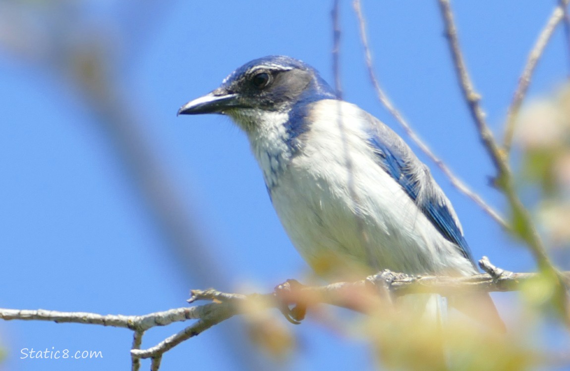 Scrub Jay standing up in a bare tree with blue sky behind her
