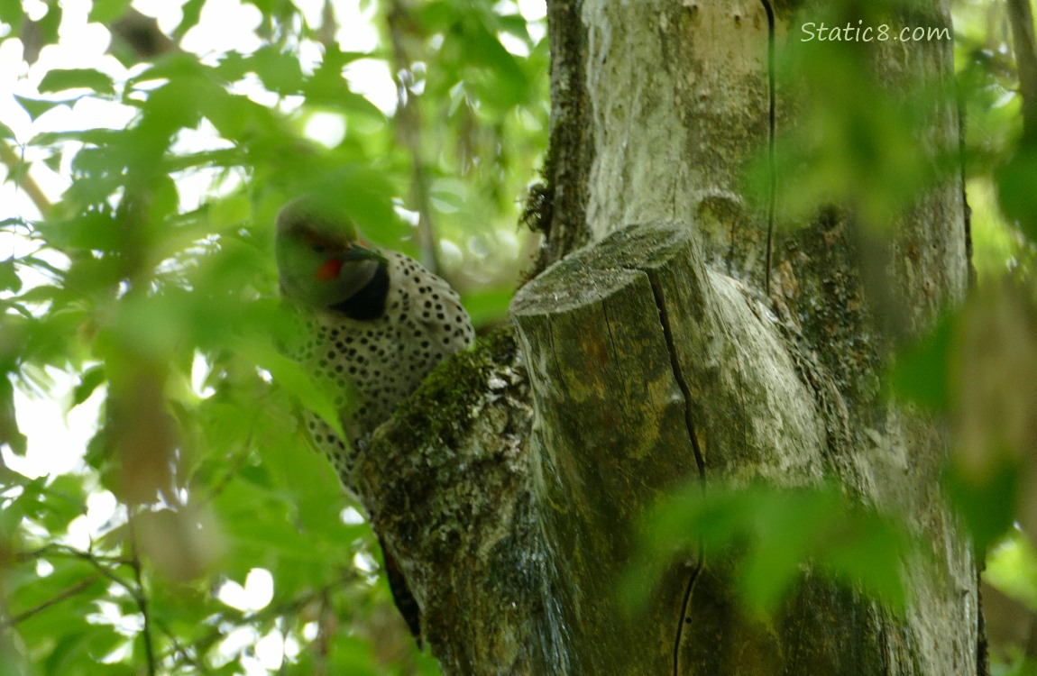 Male Northern Flicker standing on a stump of a tree branch