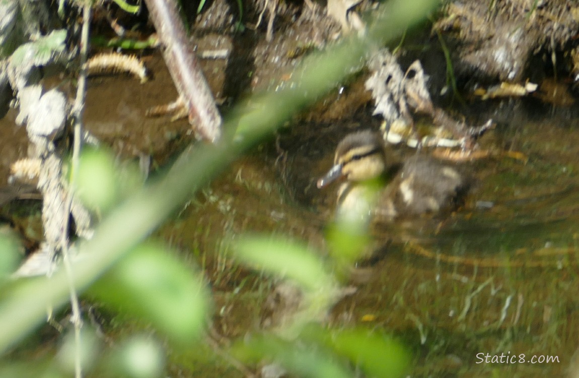 Duckling paddling near the bank of the creek