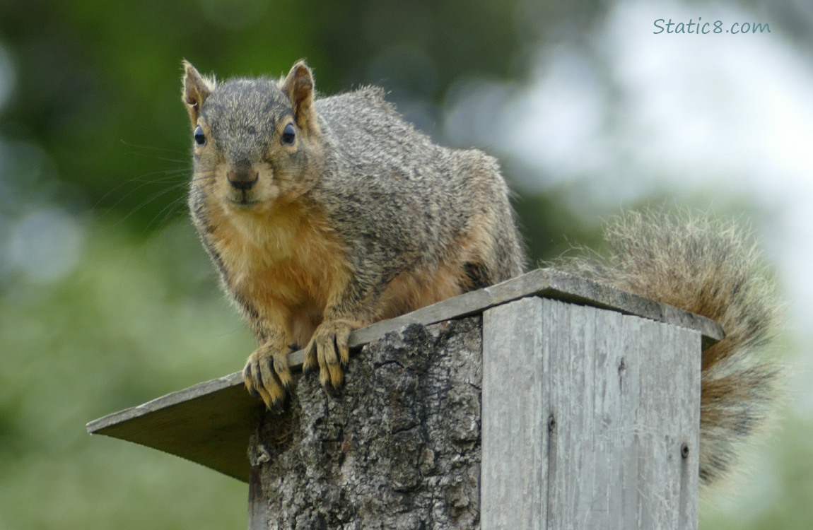 Squirrel standing on a nesting box attached to a wood fence
