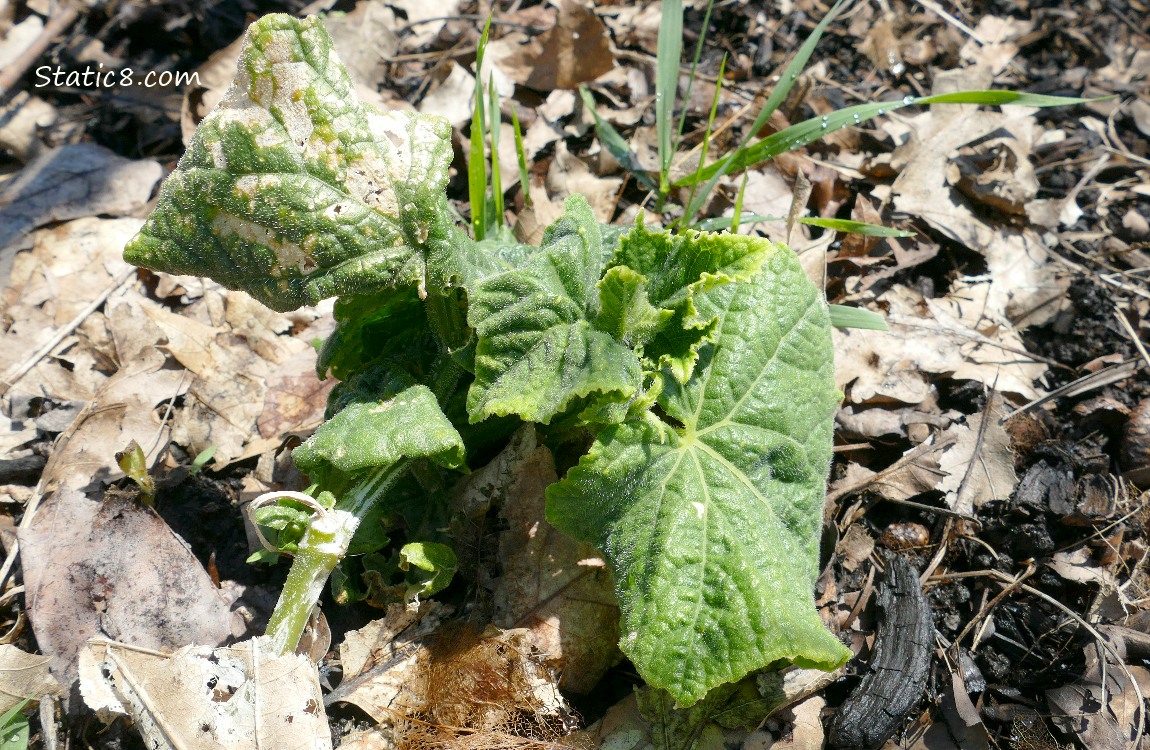 Warped looking cucumber plant