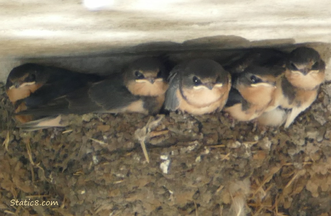 Barn Swallow babies in the nest