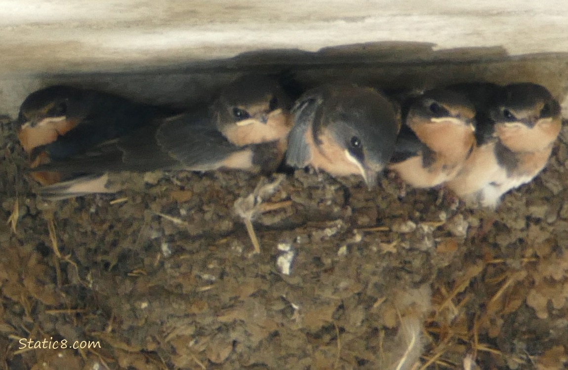 Barn Swallow babies in the nest