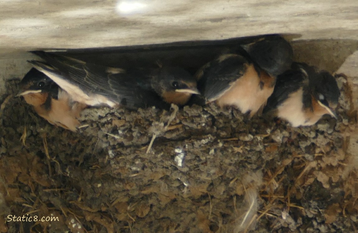 Barn Swallow babies in the nest