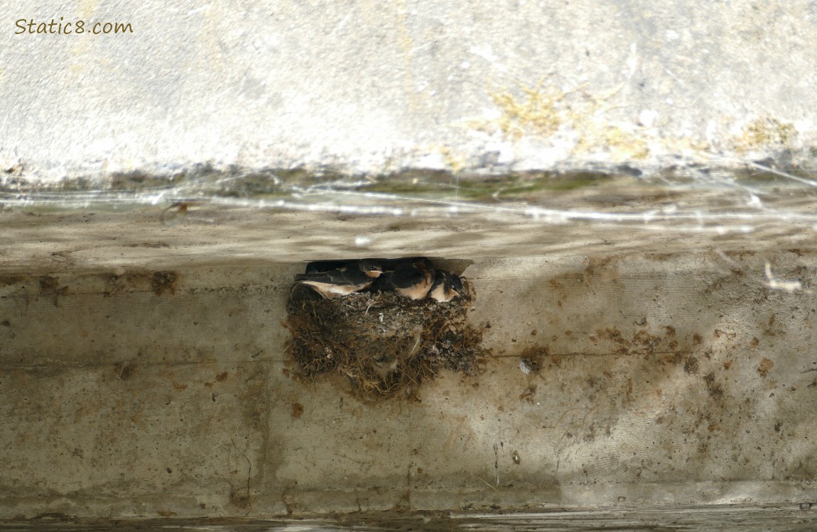 Barn Swallow nest under a bridge