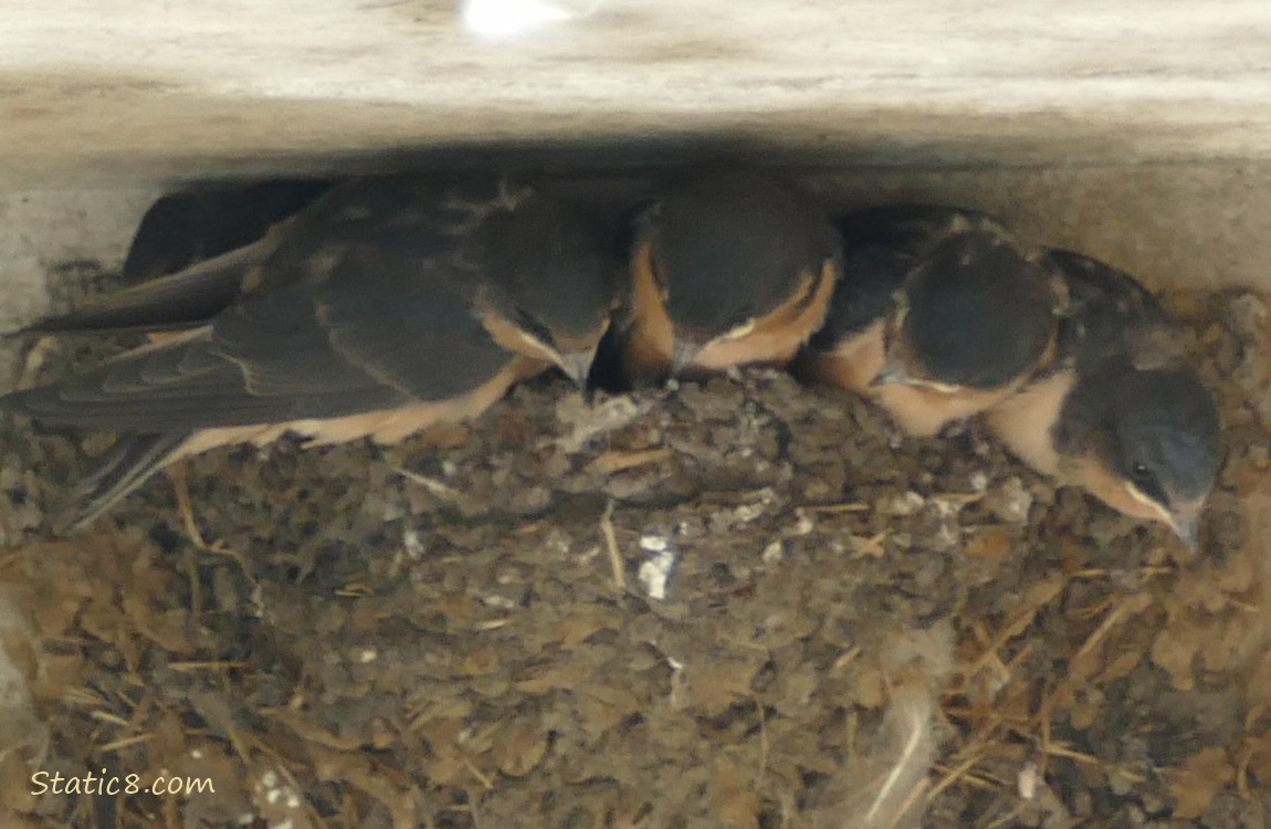 Barn Swallow babies in the nest