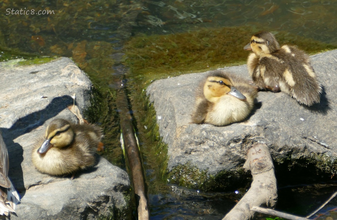 Ducklings sitting on rocks in the water