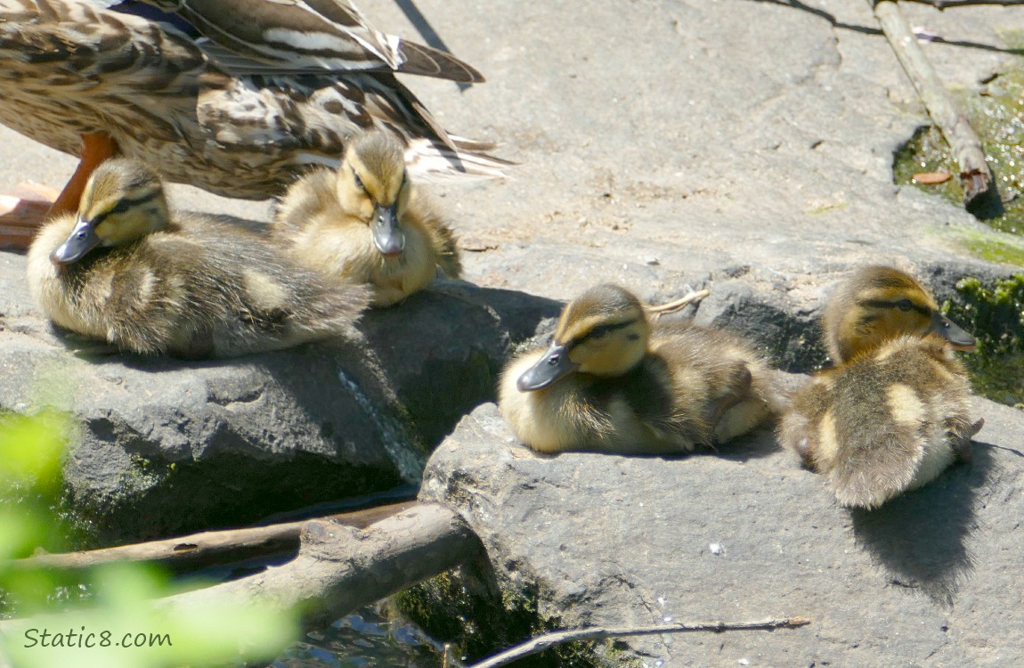 Four ducklings sitting on a rock in the water