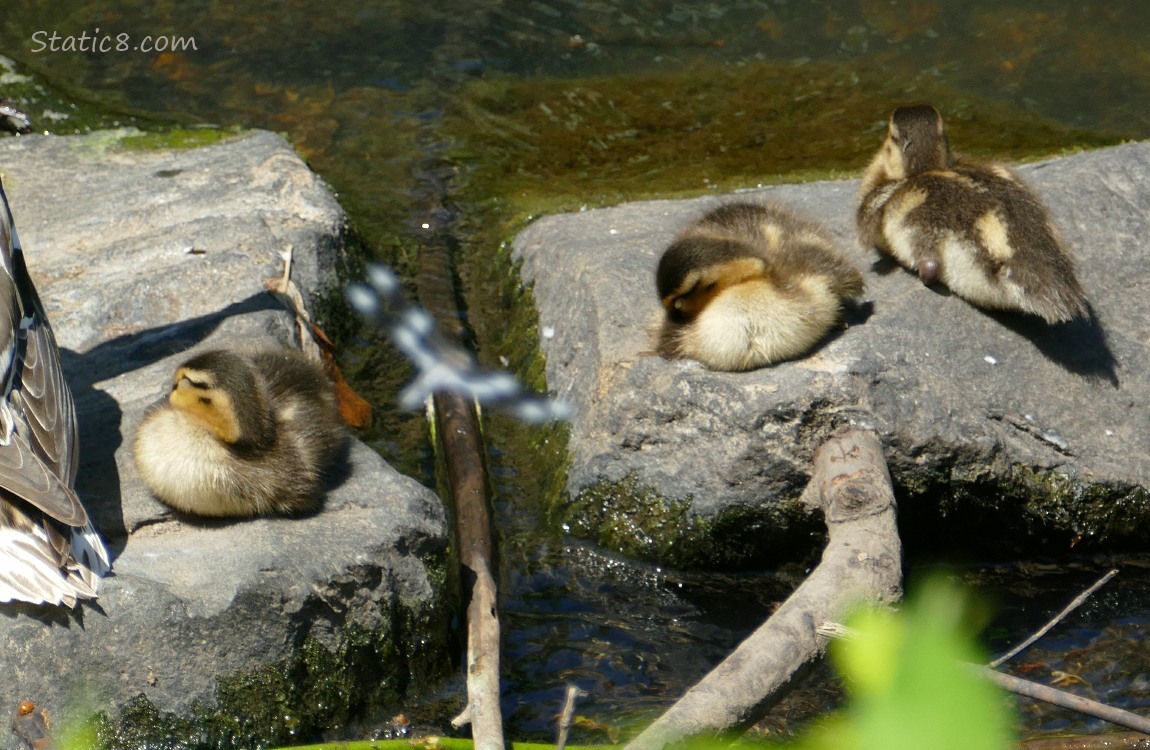Ducklings laying on a rock, with a blurry dragonfly in the middle