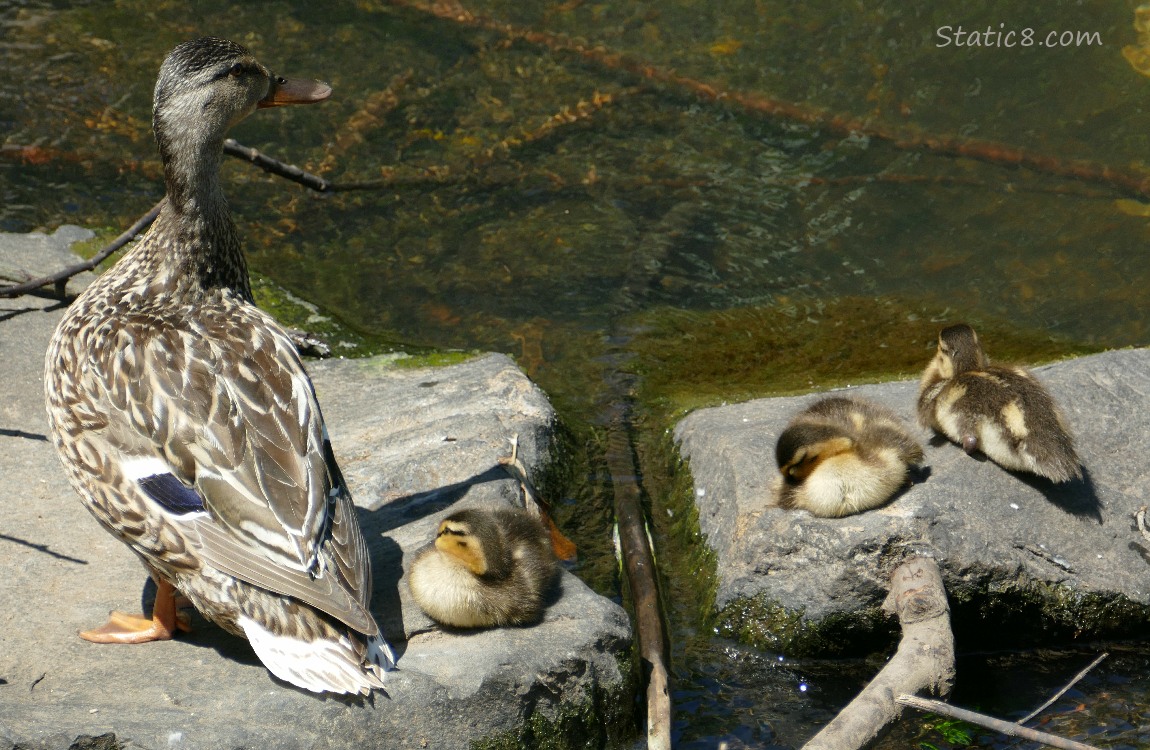Mama Mallard with three ducklings sitting on rocks in the water