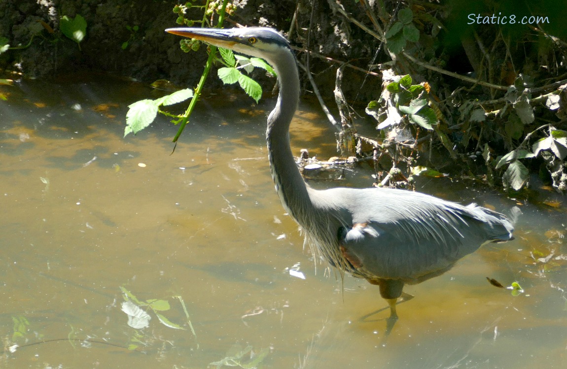 Great Blue Heron walking thru shallow water near the bank of the creek