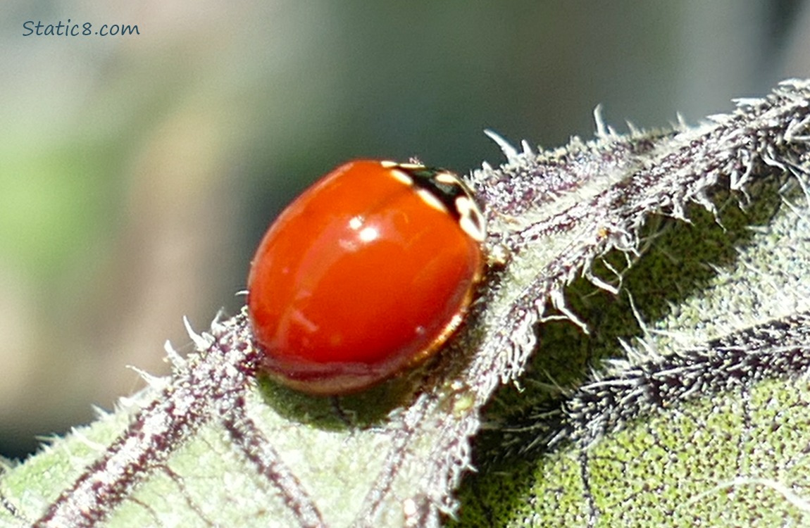 Ladybug standing on a hairy leaf