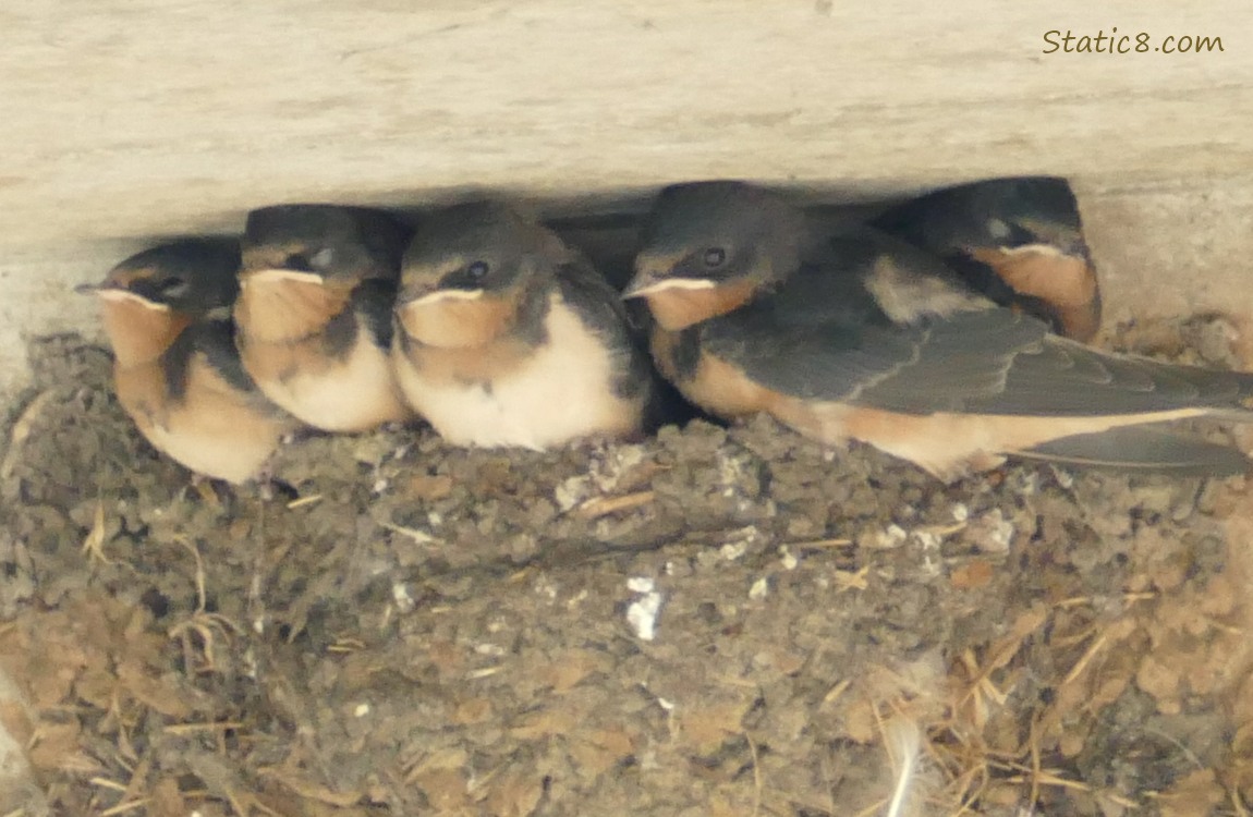 Barn Swallow babies in the nest