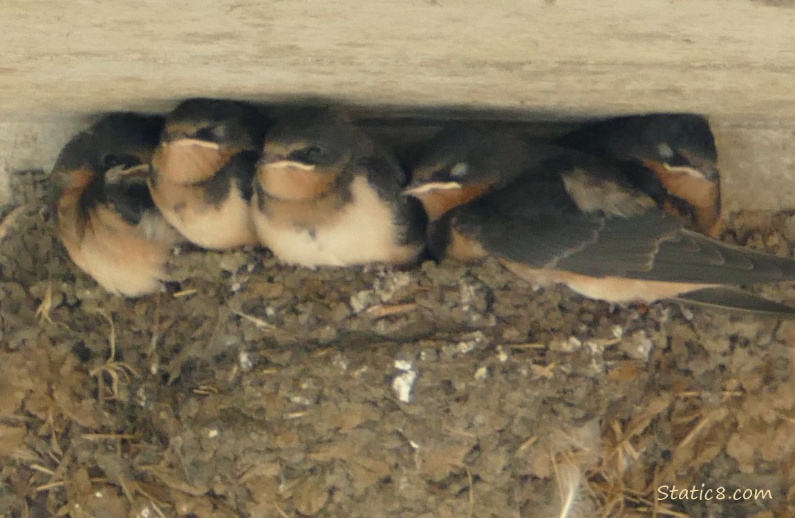 Barn Swallow babies in the nest