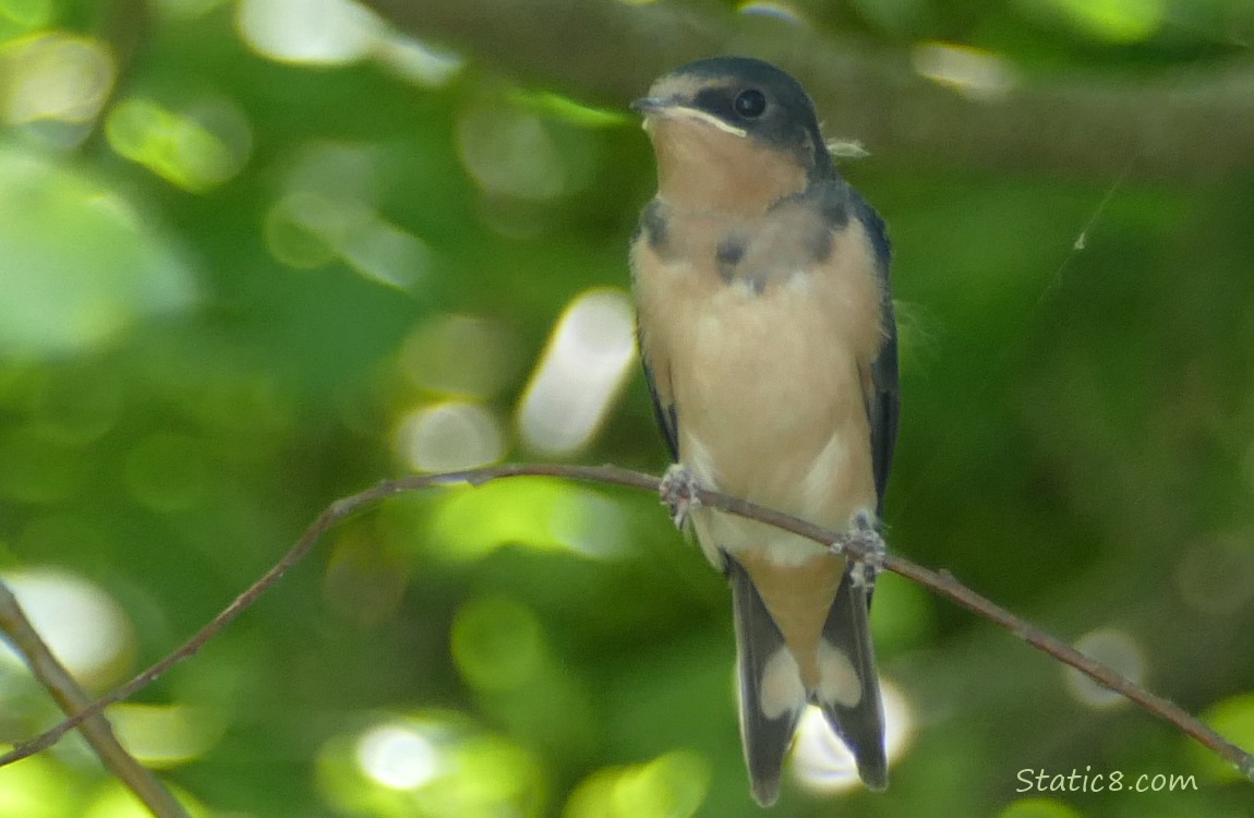 Barn Swallow fledgling standing on a twig