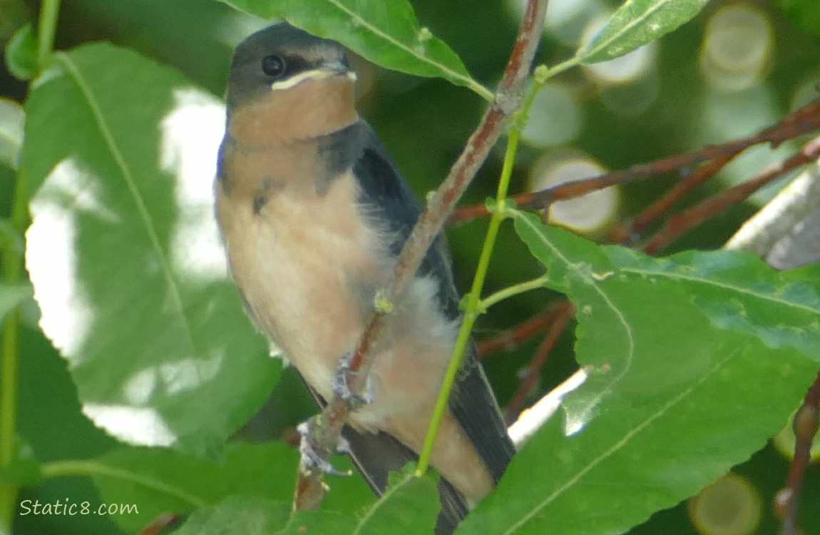 Barn Swallow fledgling standing on a twig with some leaves