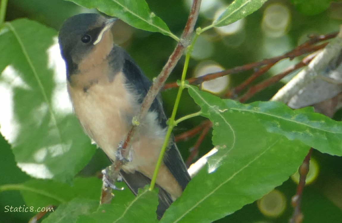 Barn Swallow fledgling standing on a twig with leaves