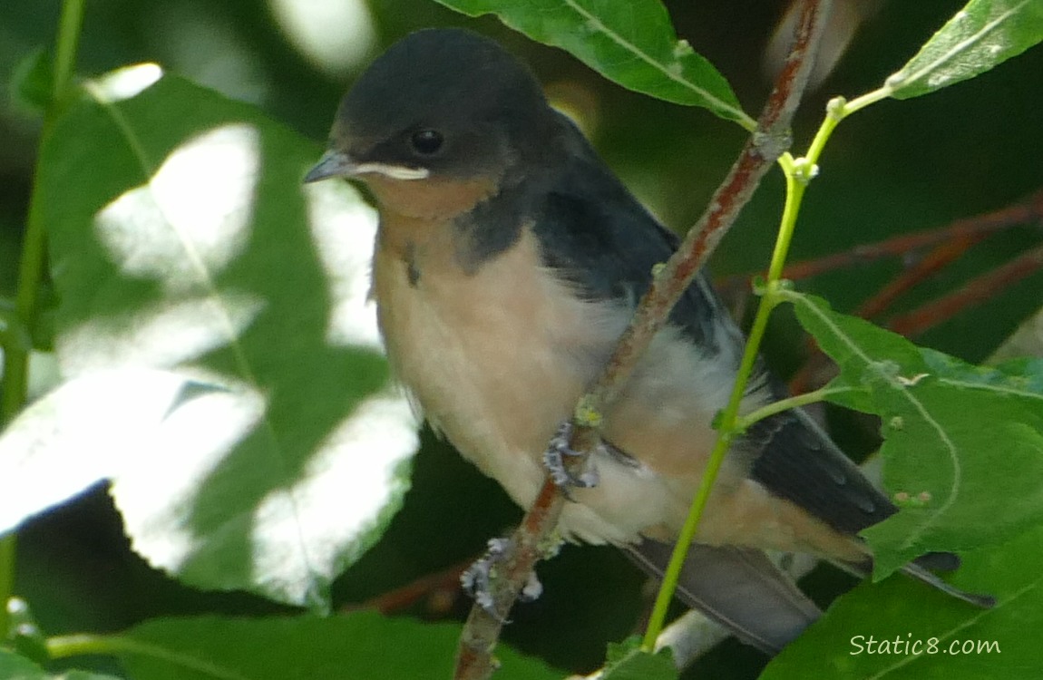 Barn Swallow fledgling standing on a twig with leaves