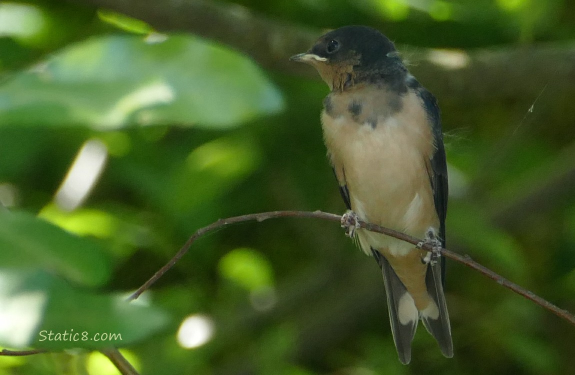 Barn Swallow fledgling standing on a twig