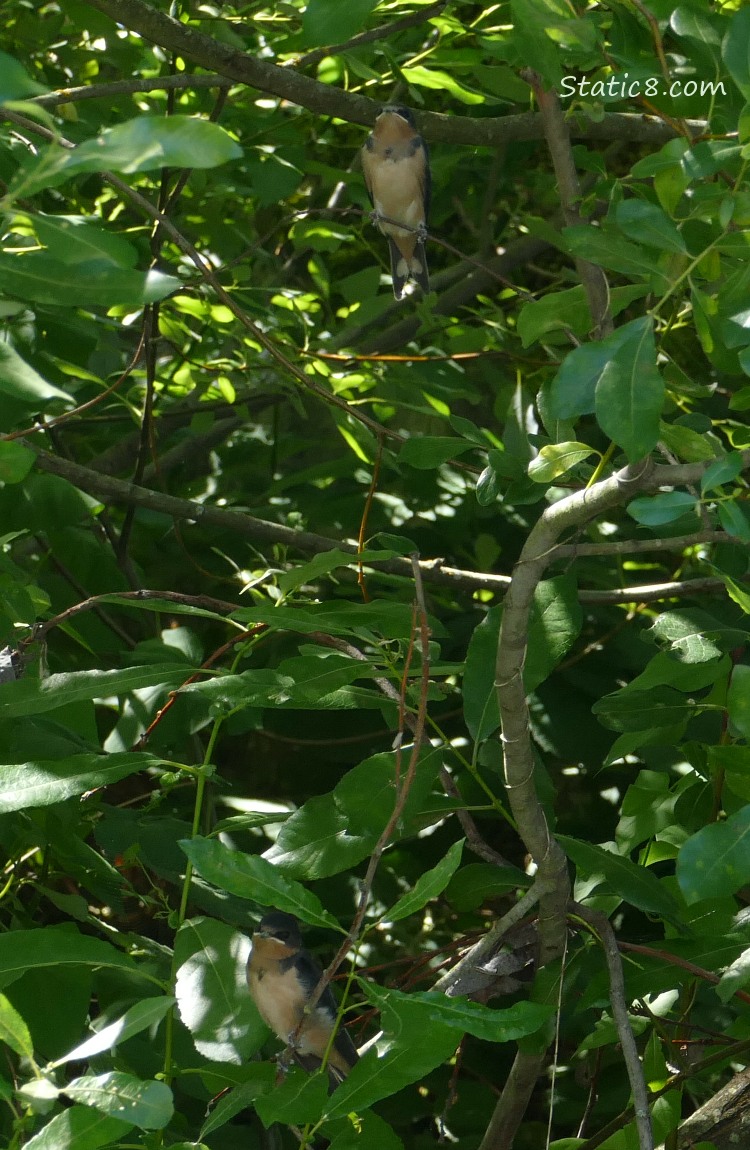 Barn Swallow fledglings sitting in the thicket