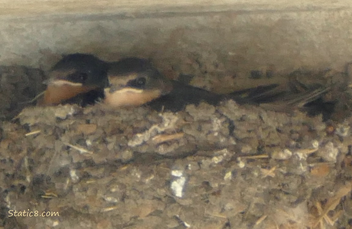 Two Barn Swallow babies in the nest