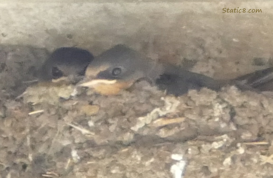 Two Barn Swallow babies in the nest