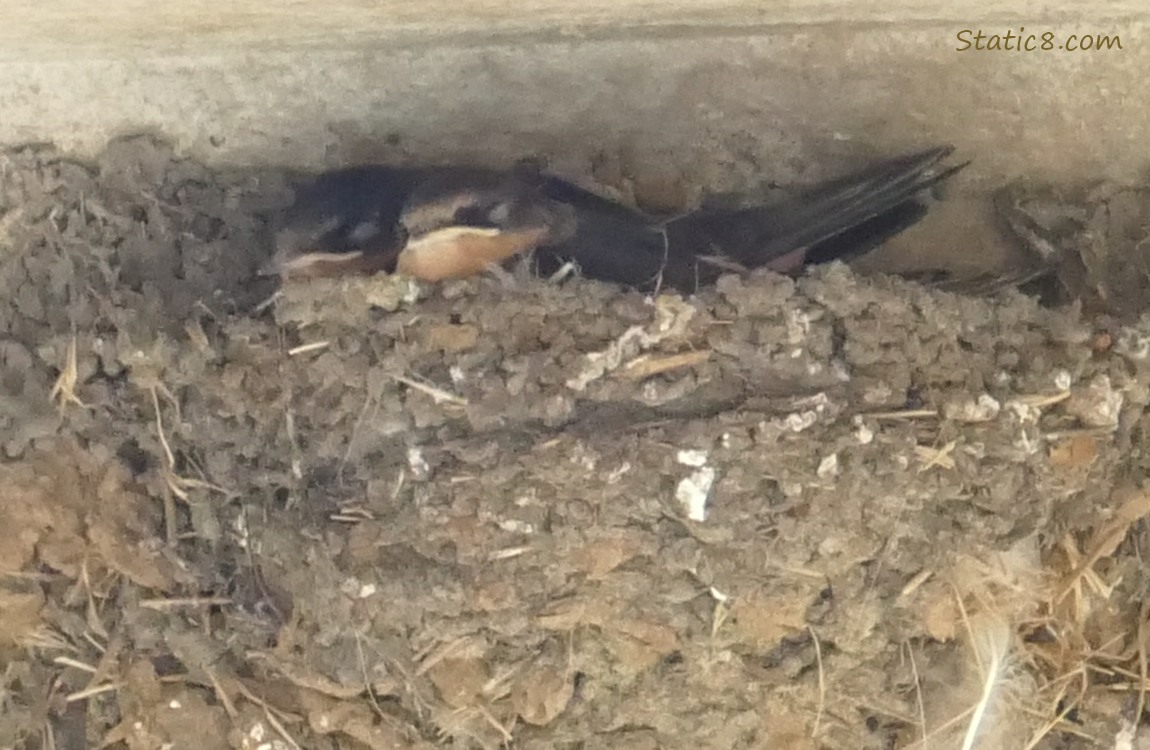 Two Barn Swallows in the nest with their eyes closed