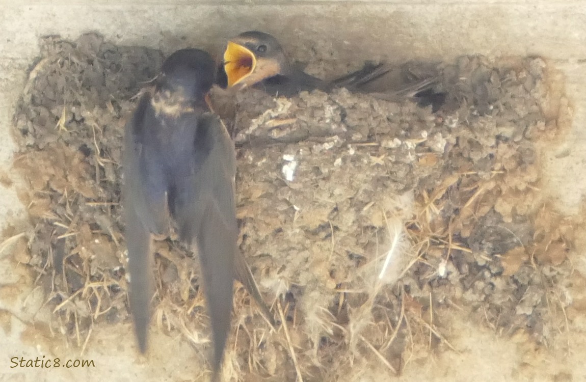 Barn Swallow parent feeds a baby in the nest