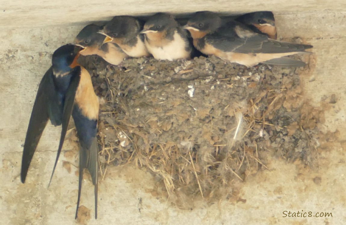 Barn Swallow parent feeding a baby in the nest