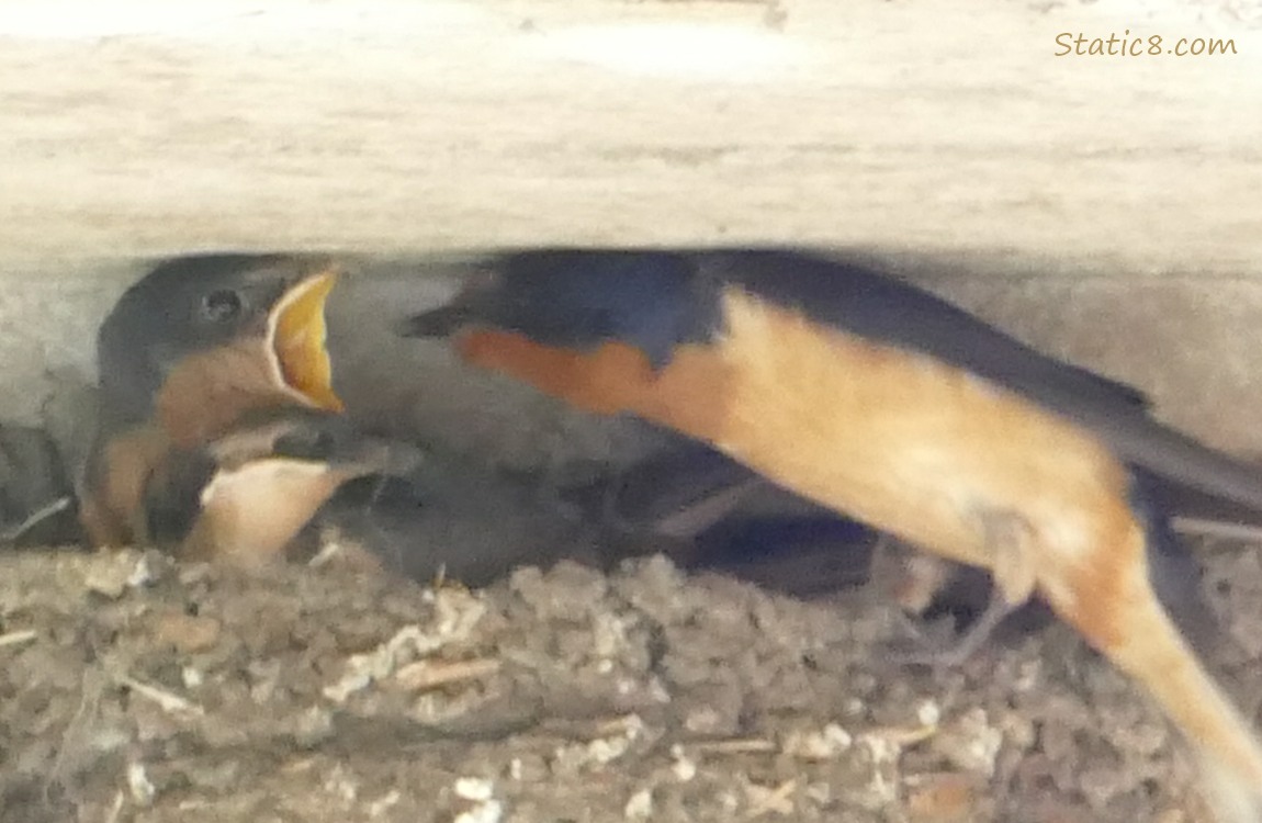 Barn Swallow baby reaching for the parent