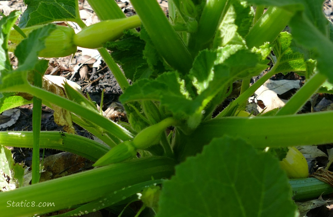 Squash fruits growing on the vine