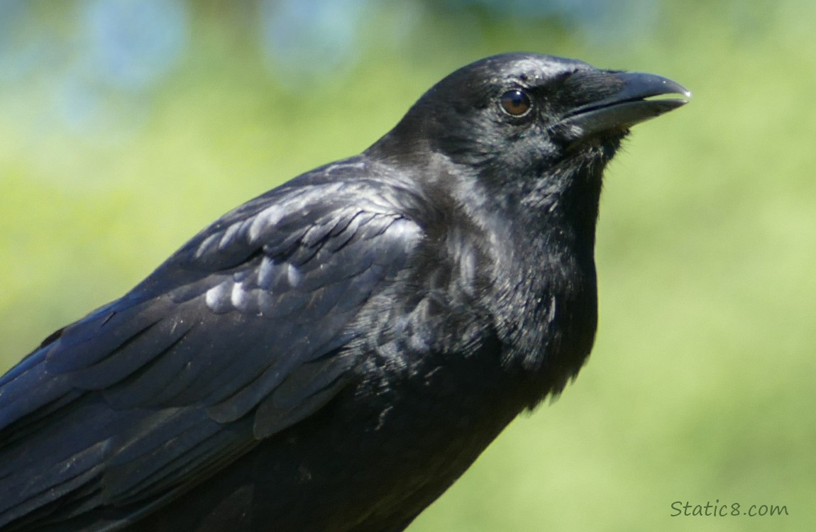 Crow