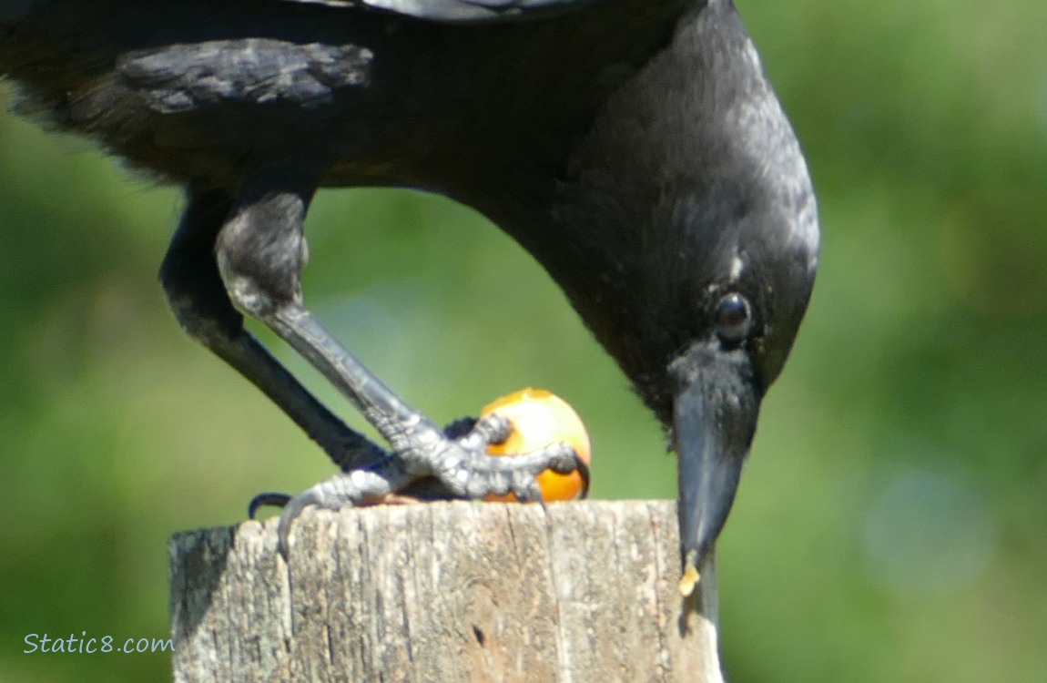 Crow eating a sungold cherry tomato