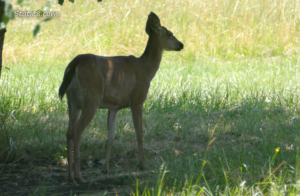 Deer in the grass