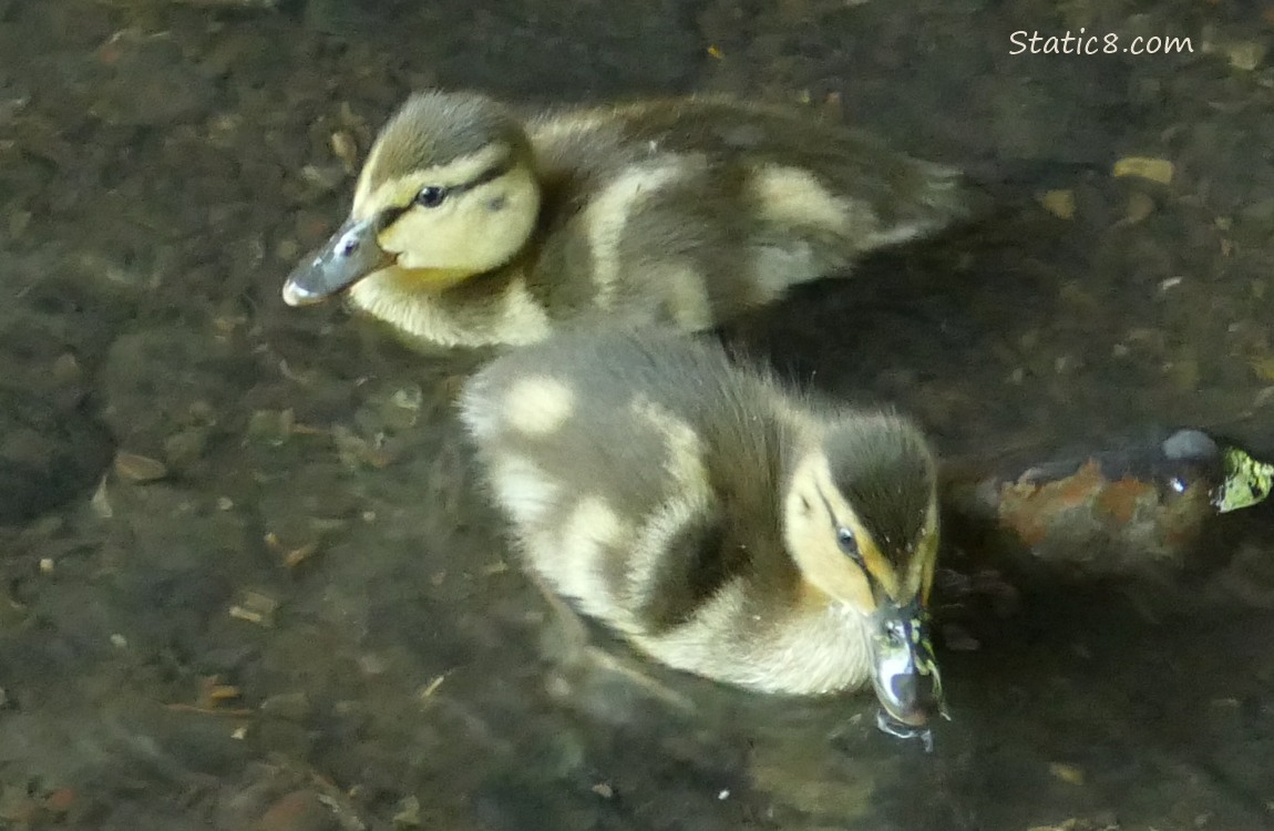 Two ducklings paddling in shallow water