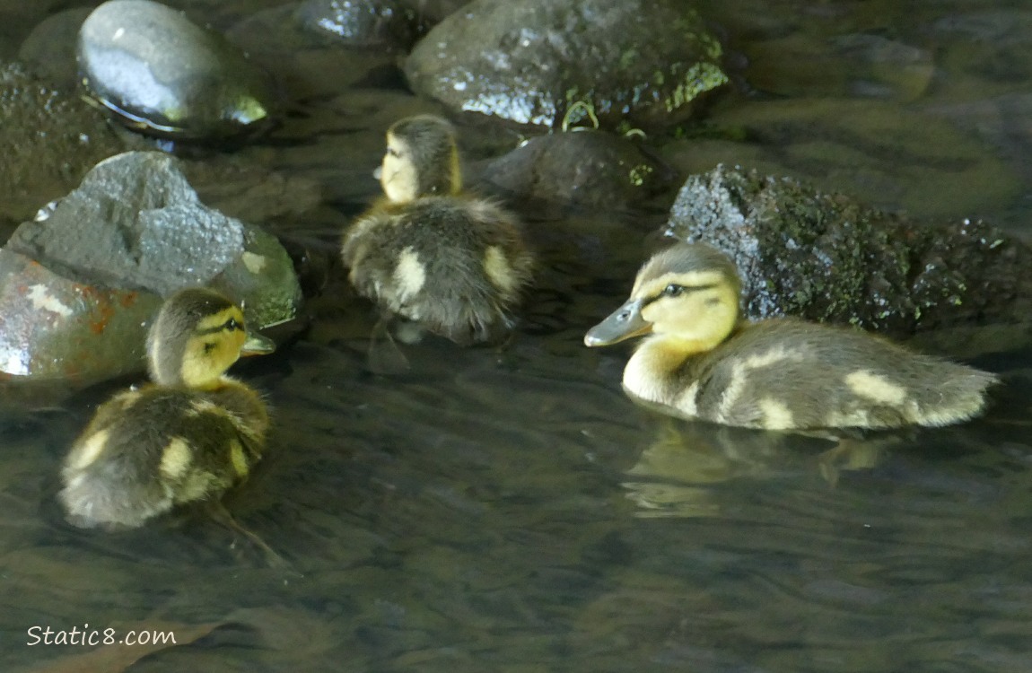 Three ducklings paddling in shallow water next to rocks