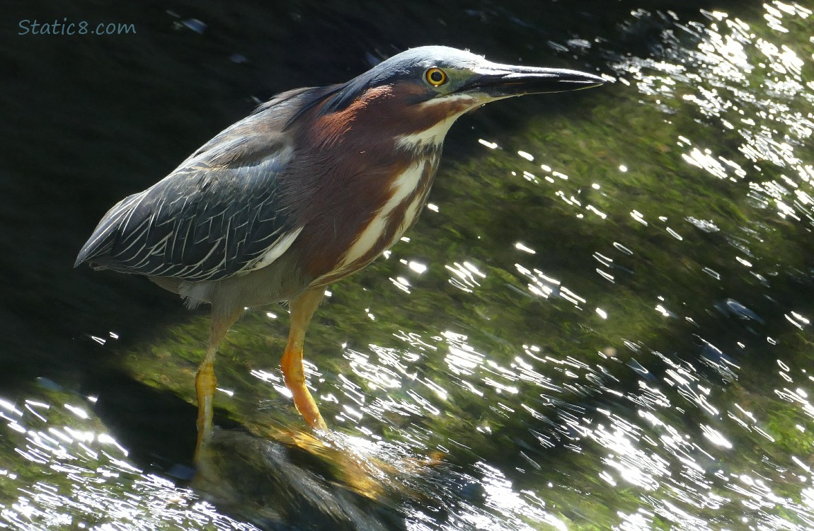 Green Heron standing in rushing water