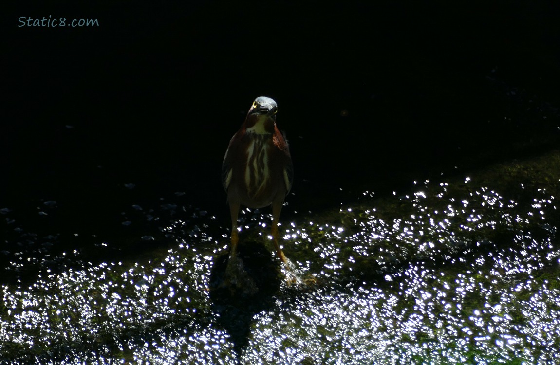 Green Heron standing in rushing water