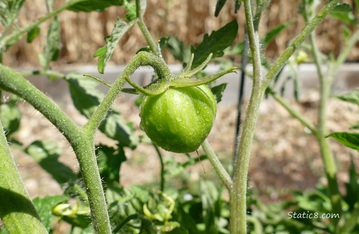 Green tomato on the vine