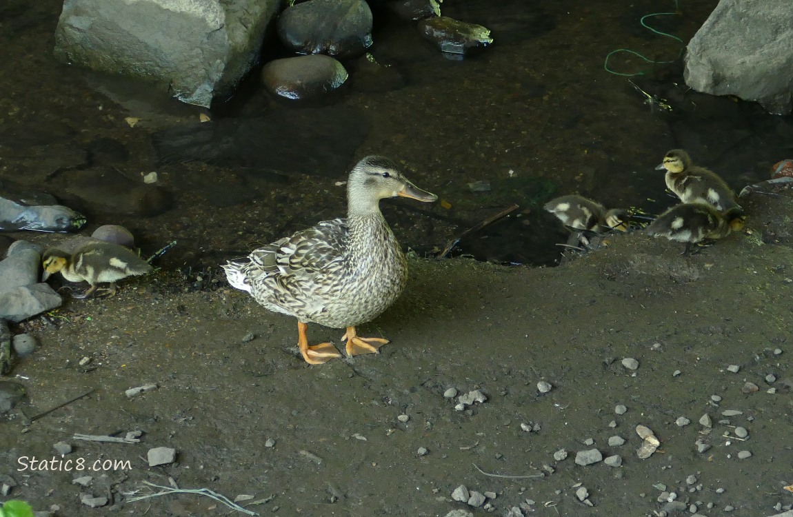 Mama Mallard and four ducklings standing on the bank of the creek