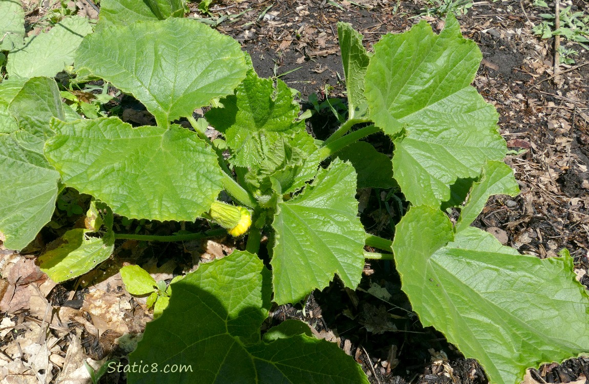 squash plant with a small fruit