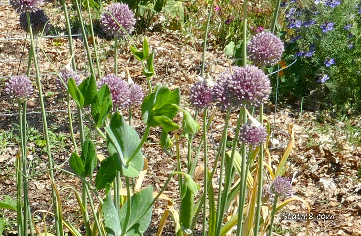 Pea plants in front of pink Garlic blooms