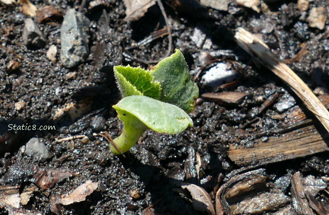 Squash seedling growing in the dirt