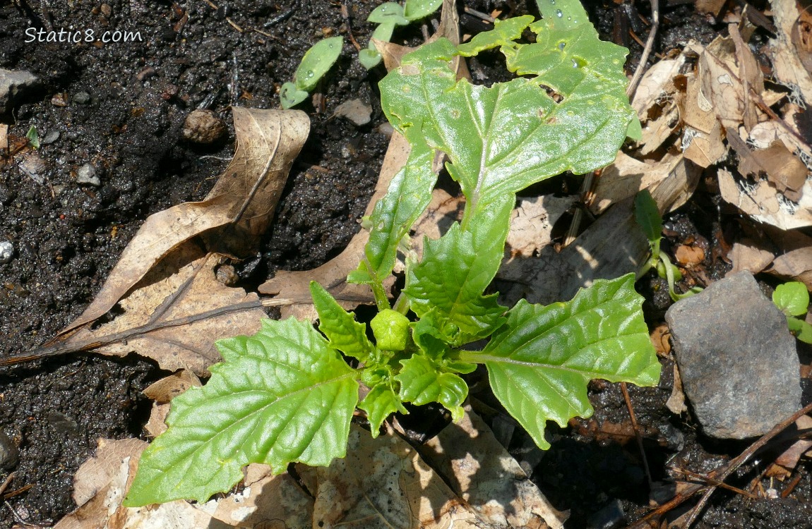 Small tomatillo plant growing in the ground