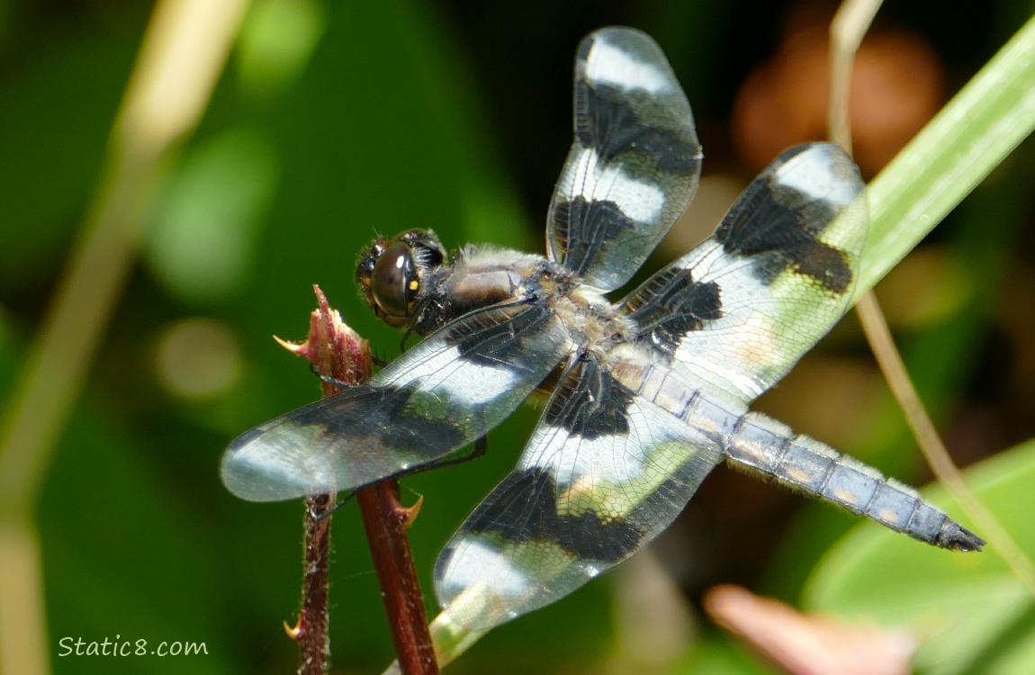 Dragonfly standing on a stick