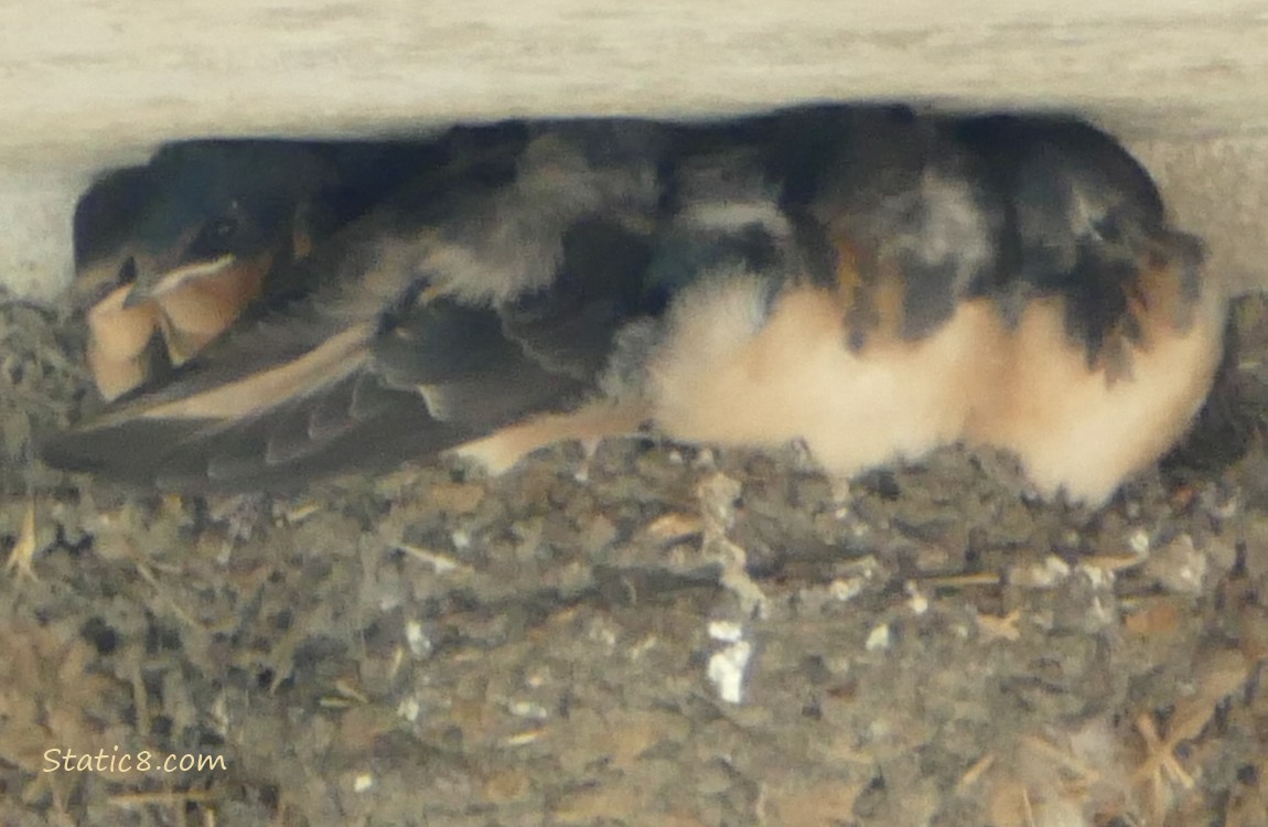 Barn Swallow babies in the nest