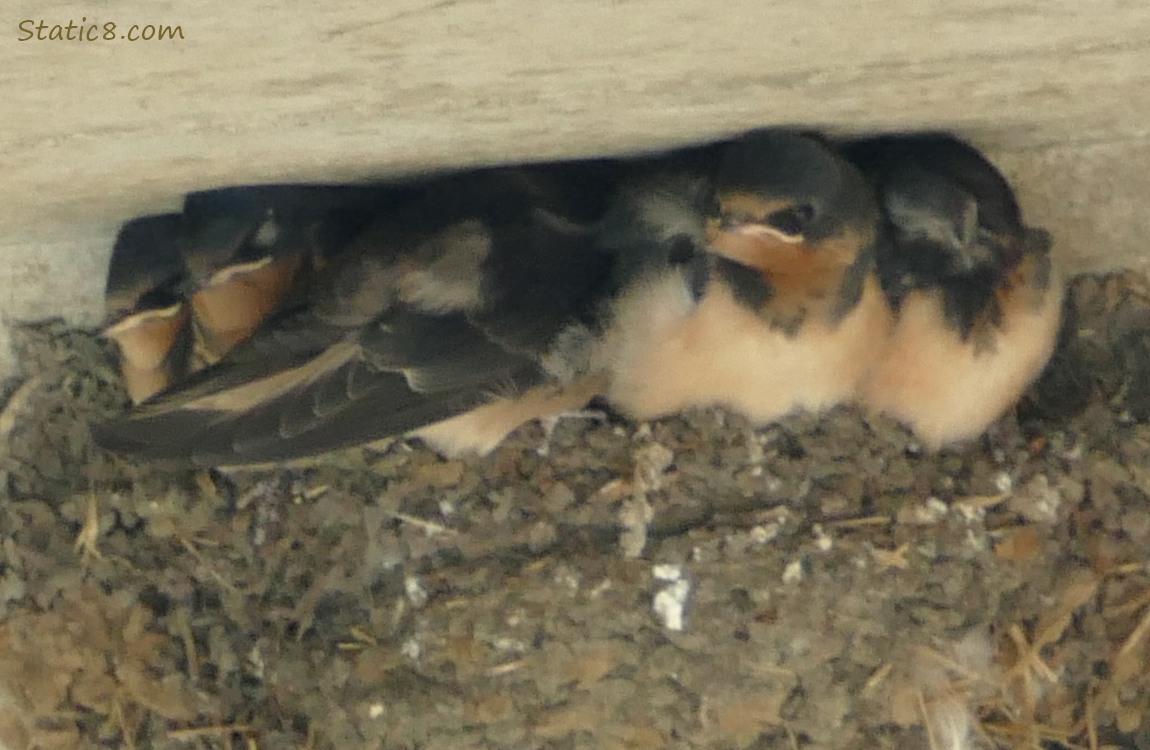 Barn Swallow babies in the nest
