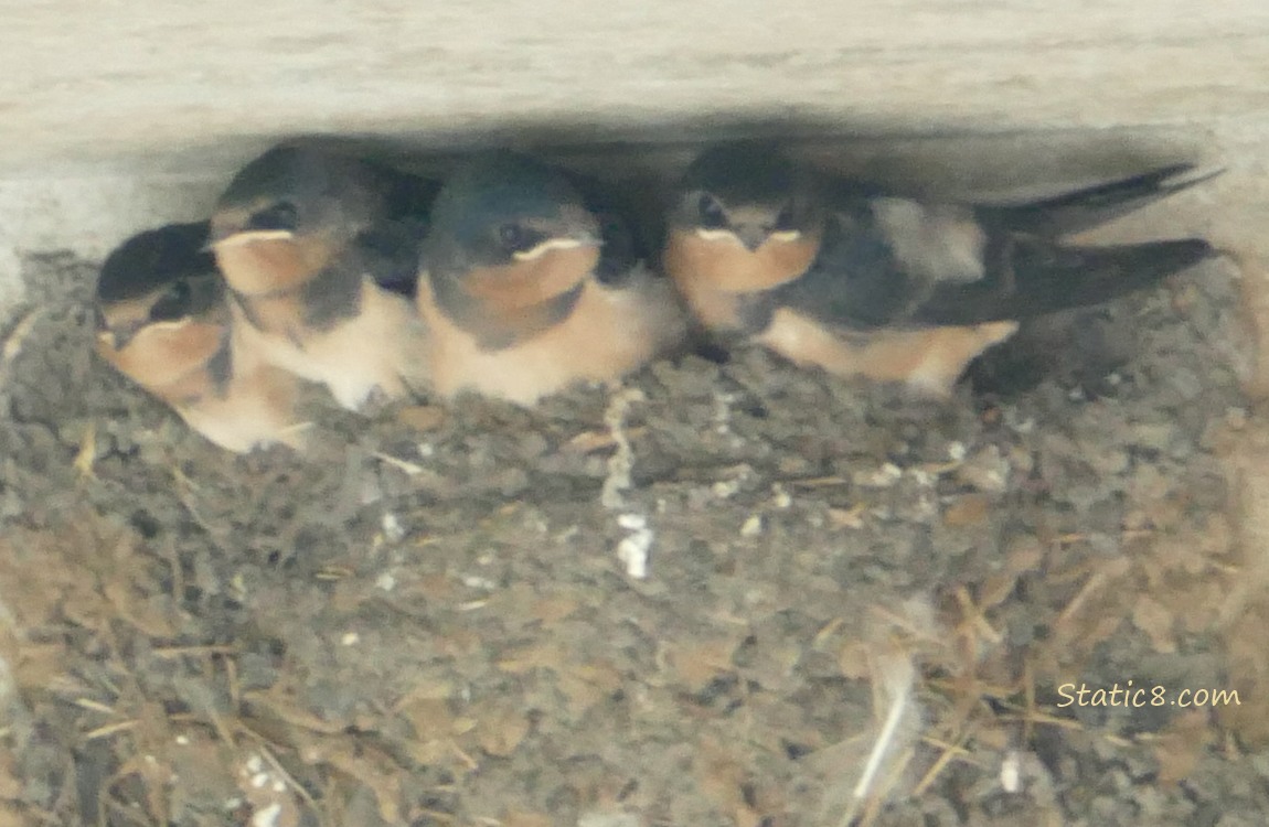 Barn Swallow babies in the nest