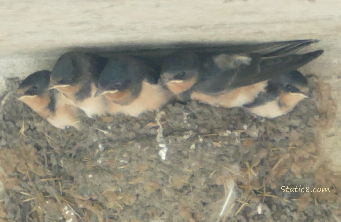 Barn Swallo babies in the nest