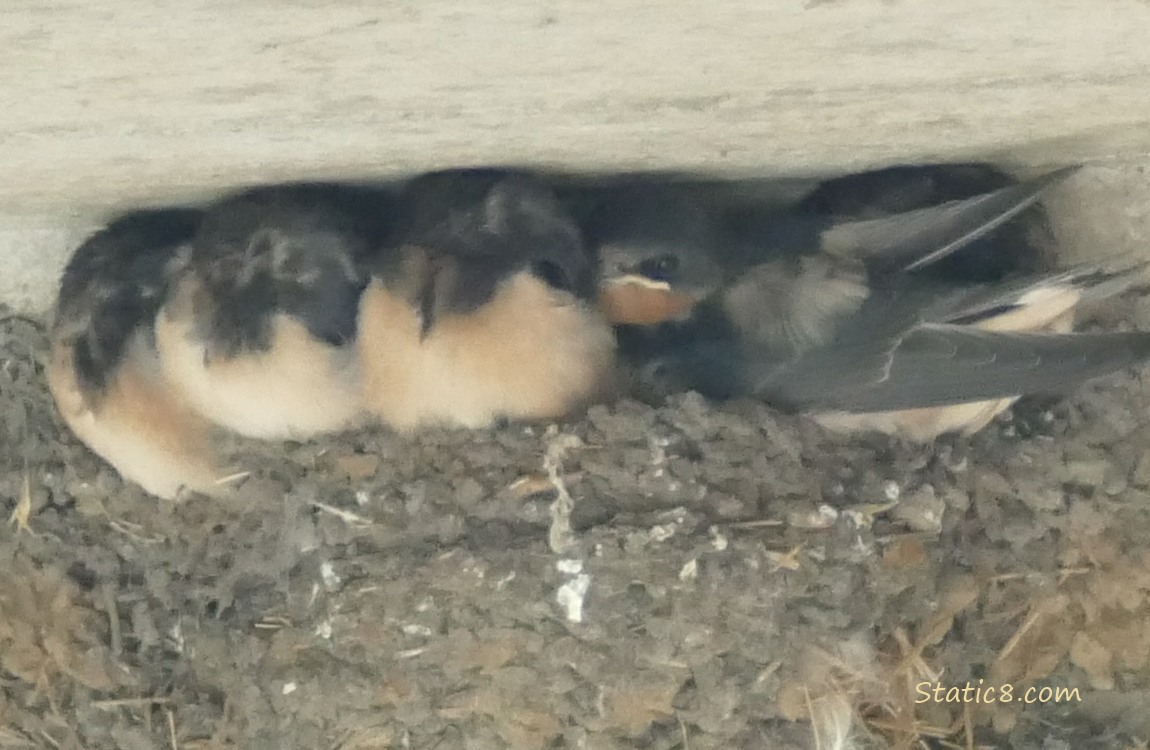 Barn Swallow babies in the nest